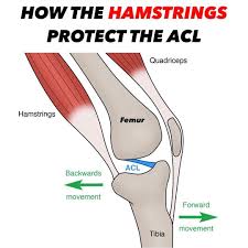 forward movement of the shin causing knee injuries